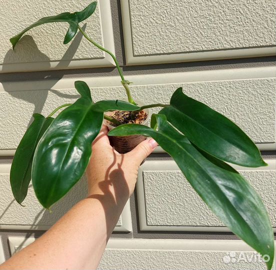 Филодендрон р69686