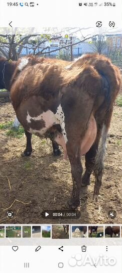 Корова с теленком