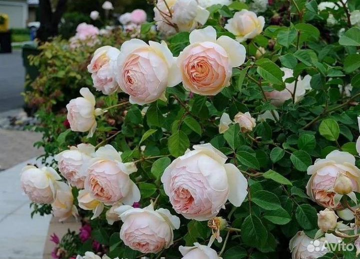 Саженцы английских роз