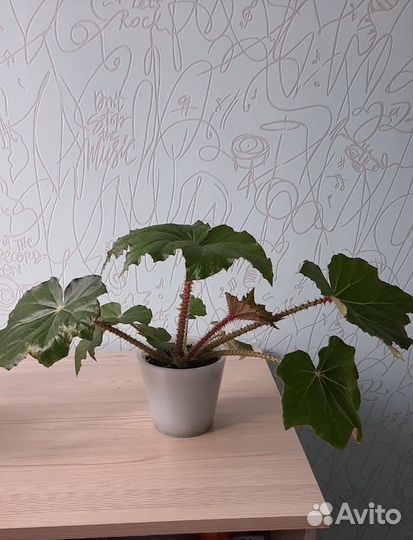 Бегония декоративно лиственная