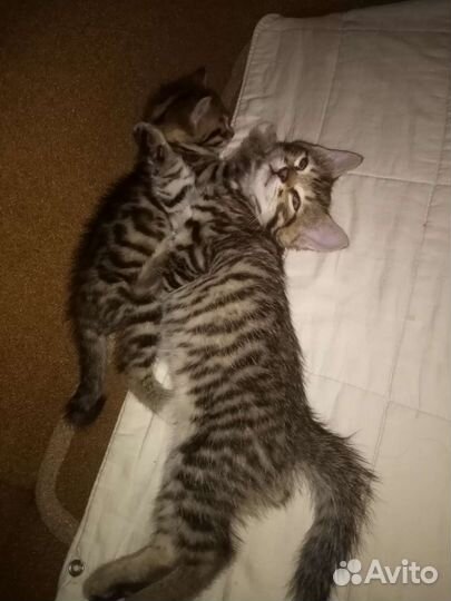 Кошка в дар бесплатно