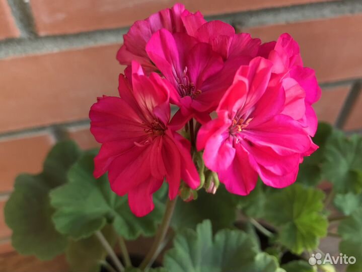 Пеларгония зональная ярко-розовая (герань)