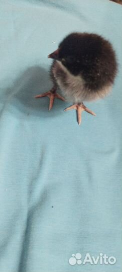 Маран черно медный и куропатчатая брама