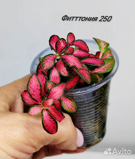 Комнатные растения