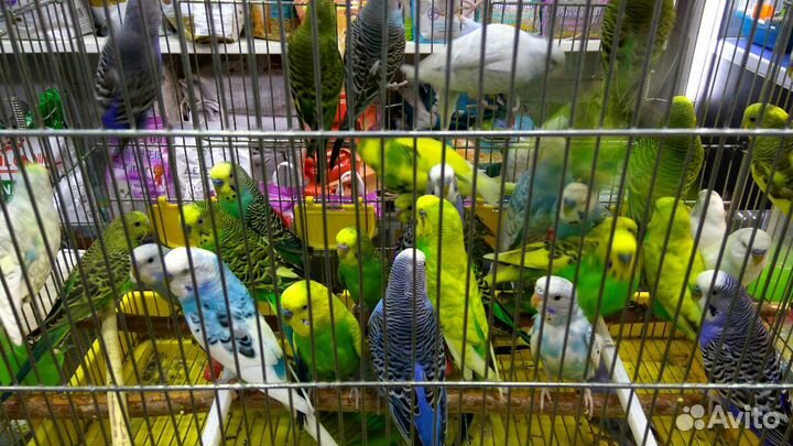 Продам попугаев