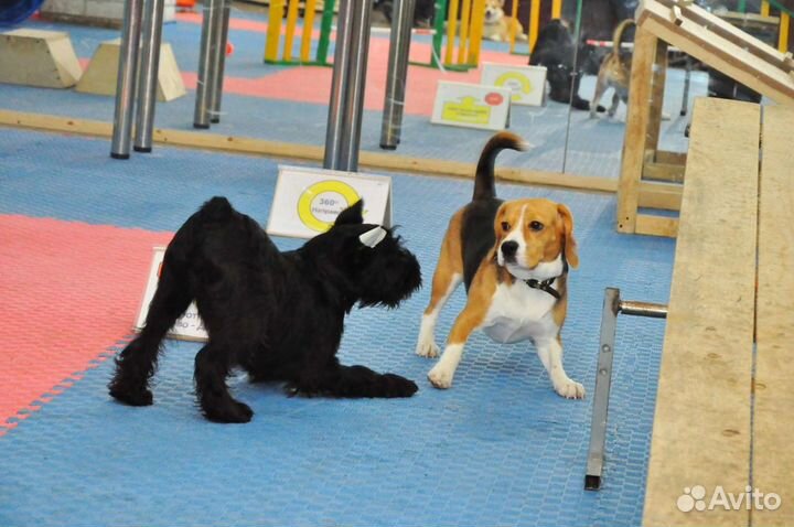 Дрессировка собак, Подготовка к выставкам