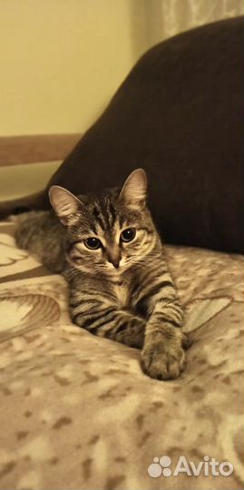 Кошка в дар