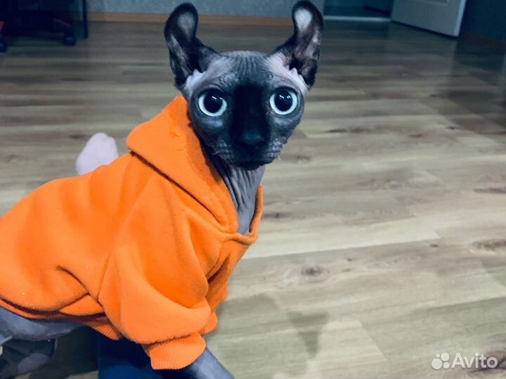 Сфинкс эльф вязка