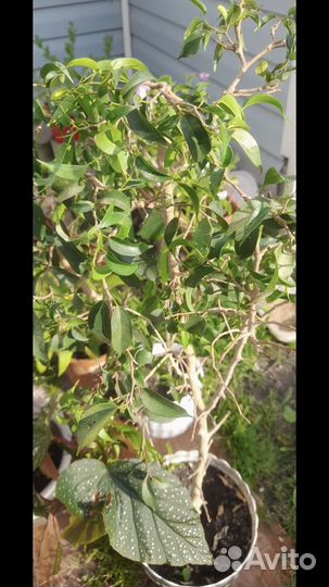 Фикус мелколистный