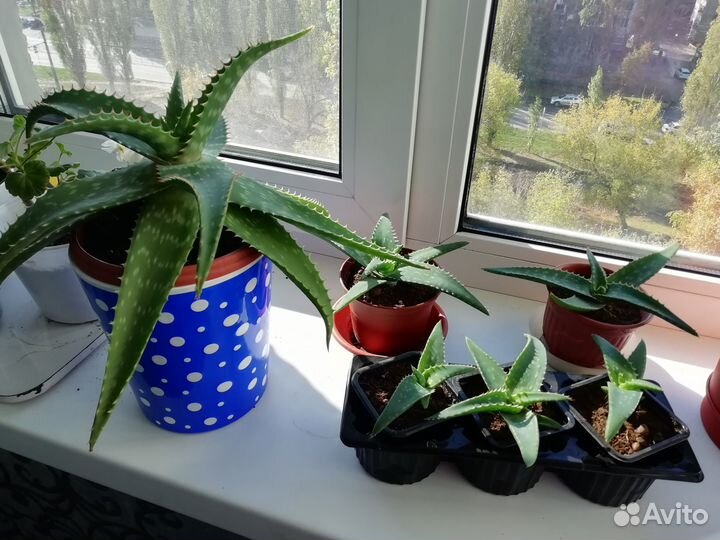 Комнатные растения цветы