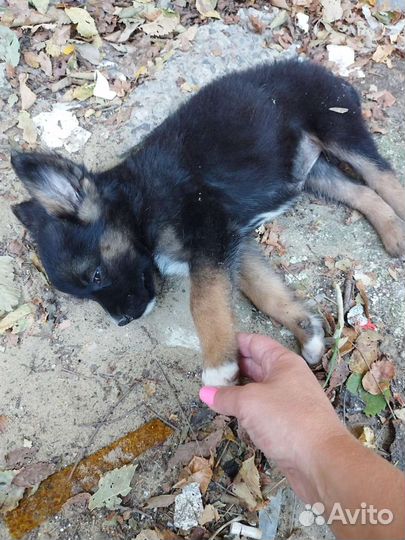 Отдам бесплатно щенки