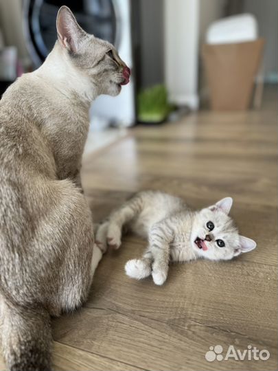 Шотландская кошка