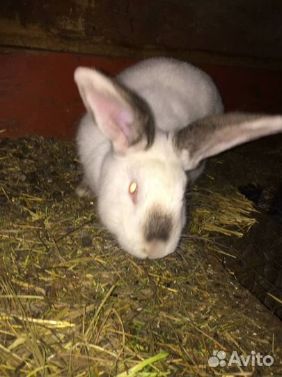 Кролики мясных пород