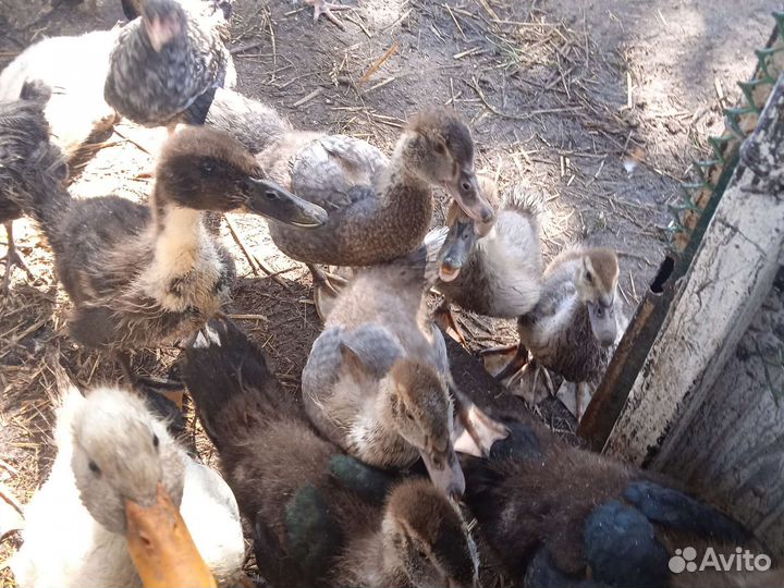 Утки, утята, мускусные утята