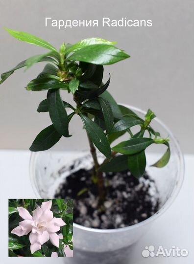 Гардения Radicans - укорененные черенки