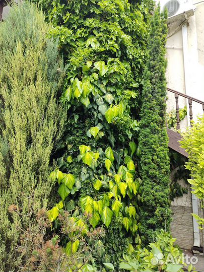 Плющ сортовой саженцы и отрезы 40-80см
