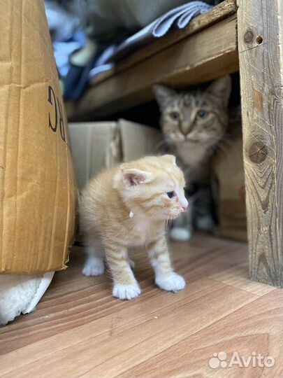 Котёнок пушистик
