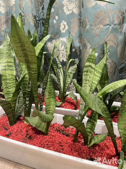 Сансевиерия (тещин язык)