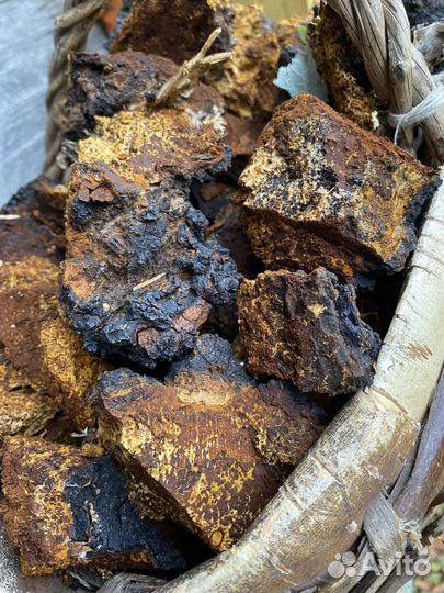 Березовый гриб чага