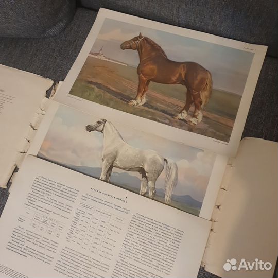 Породы лошадей, 40 иллюстраций