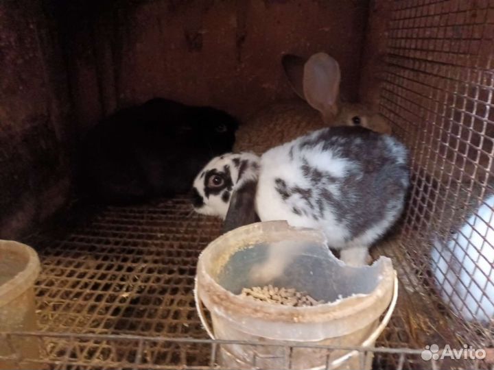 Продаю крольчат