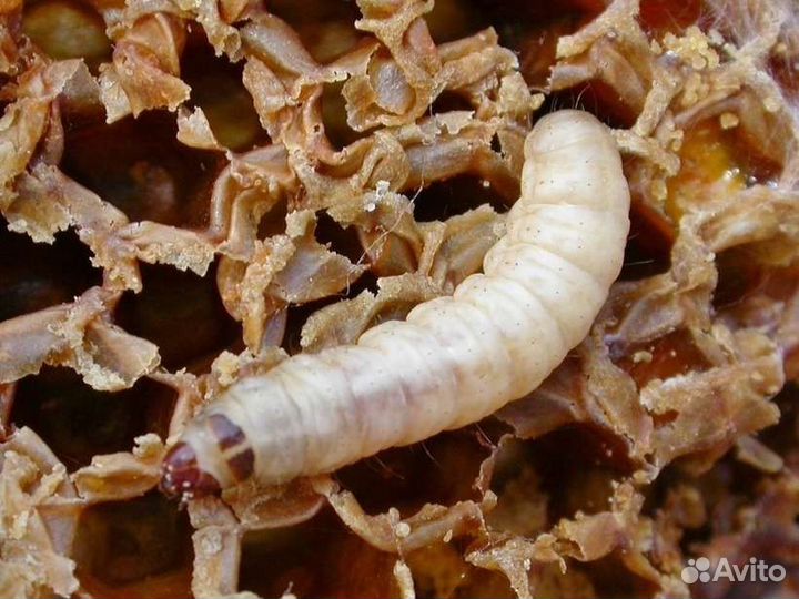 Восковая:моль