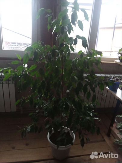 Фикус бенджамина