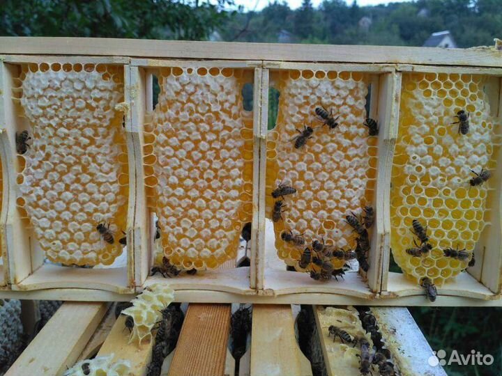 Мёд в сотах гречишный