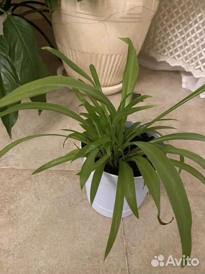 Хлорофитум