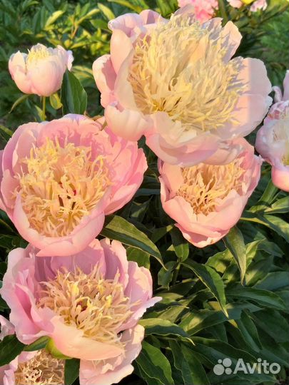 Пионы сортовые саженцы