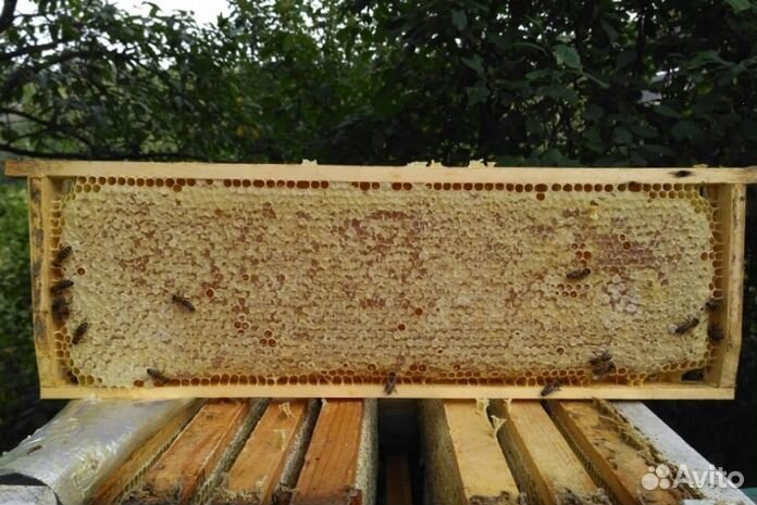 Мед Алтайский оптом