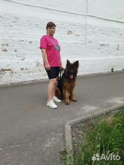 Немецкая овчарка