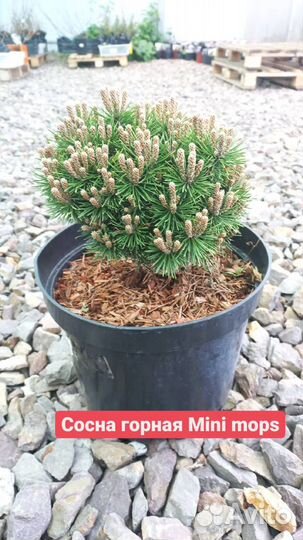 Сосна горная, ель колючая