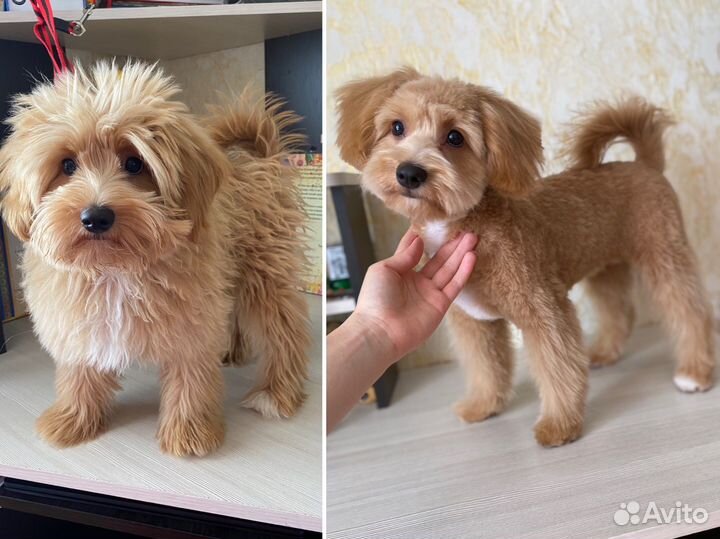 Стрижка собак и кошек