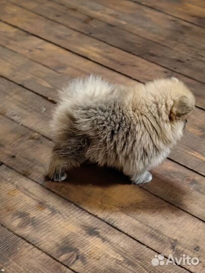 Померанский шпиц