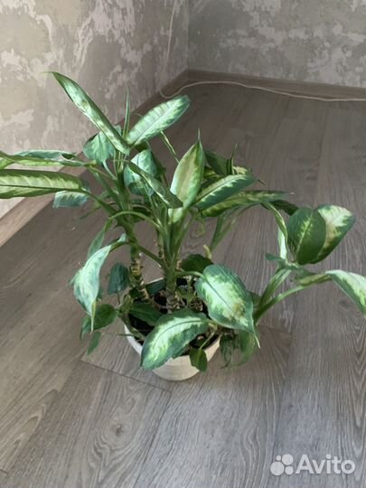 Диффенбахия