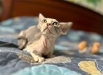 Роскошные котята Девон-рекс