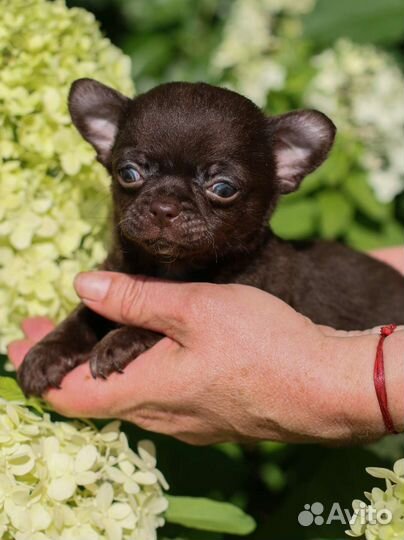 Шоколадки Мальчики мини