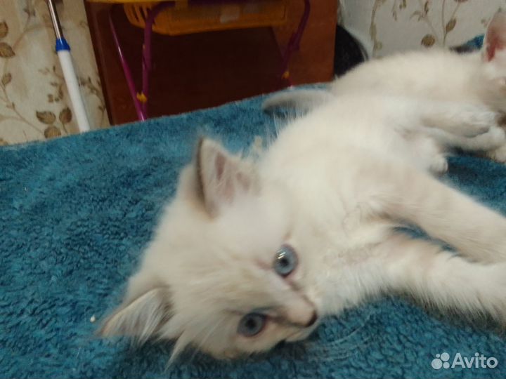 Тайские котята