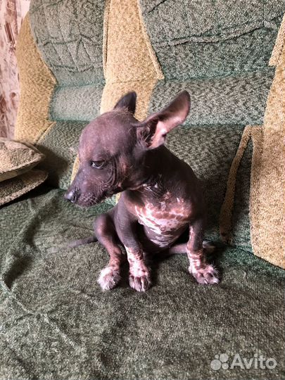 Китайская хохлатая