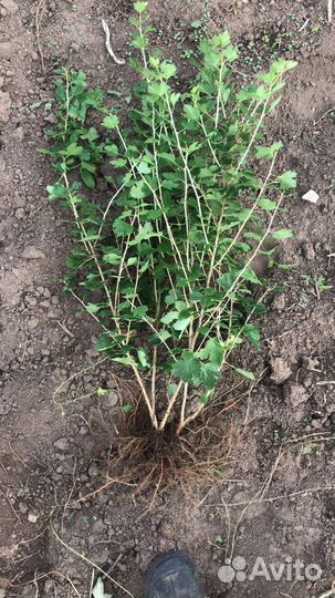 Смородина черная красная