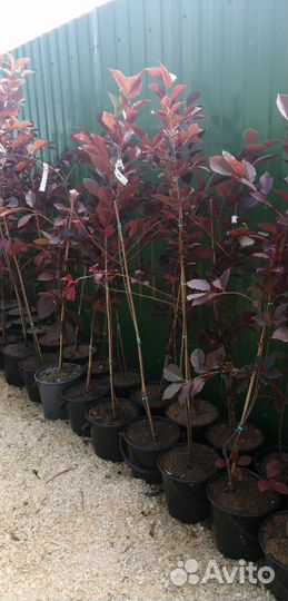 Черемуха Шуберта