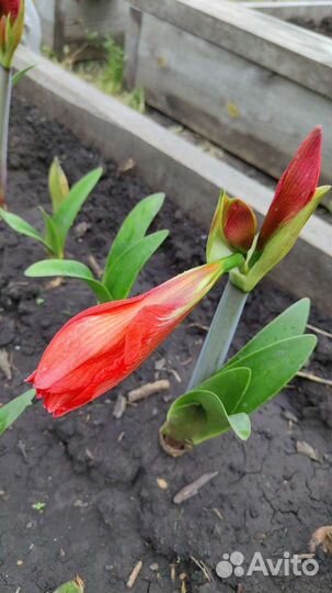 Гиппеаструм