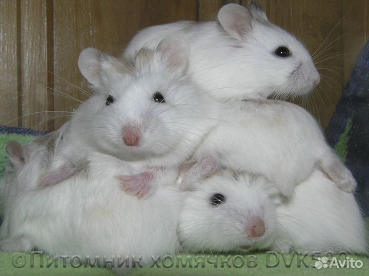 Беленький хомячок из питомника