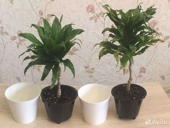 Драцена кучерявая 35 и 40 см