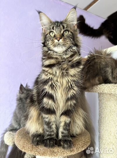 Мейн кун девочка