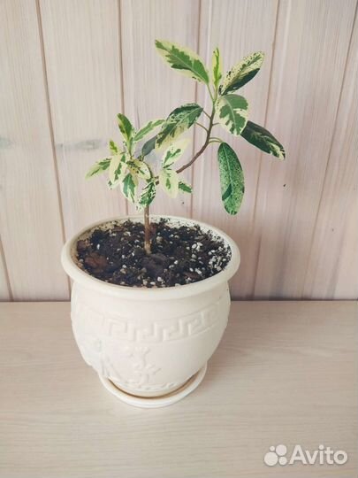 Фикус Рубигиноза (вариегатный)