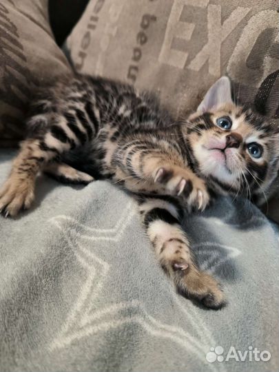 Продажа бенгальских котят