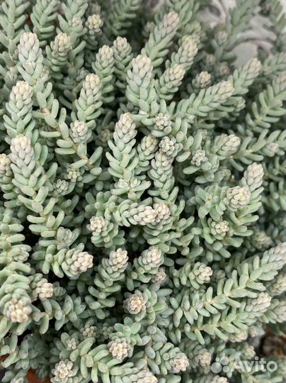 Седум Милки Вей, суккуленты