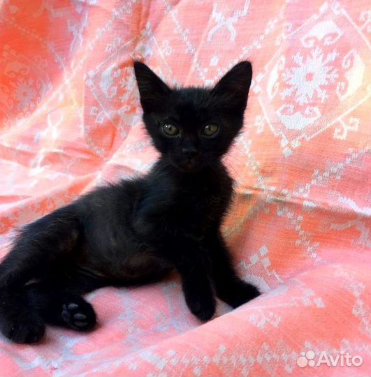 Котёнок чёрный мальчик